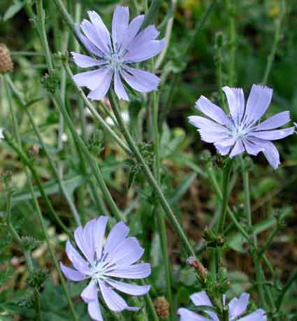  Image name: cicoria selvatica4.jpg 
 width: 425 pixel 
 height: 459 pixel 
 Size: 37799 bytes 
 Click to enlarge 